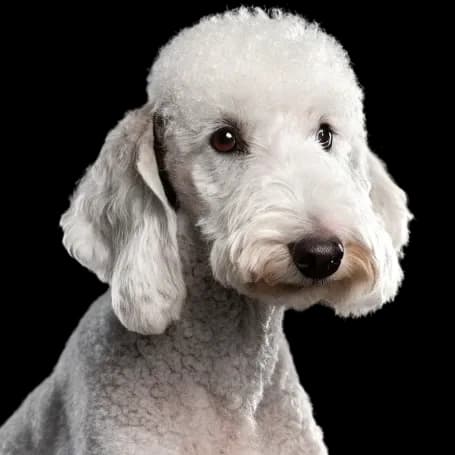 A bedlington terrier nicely groomed