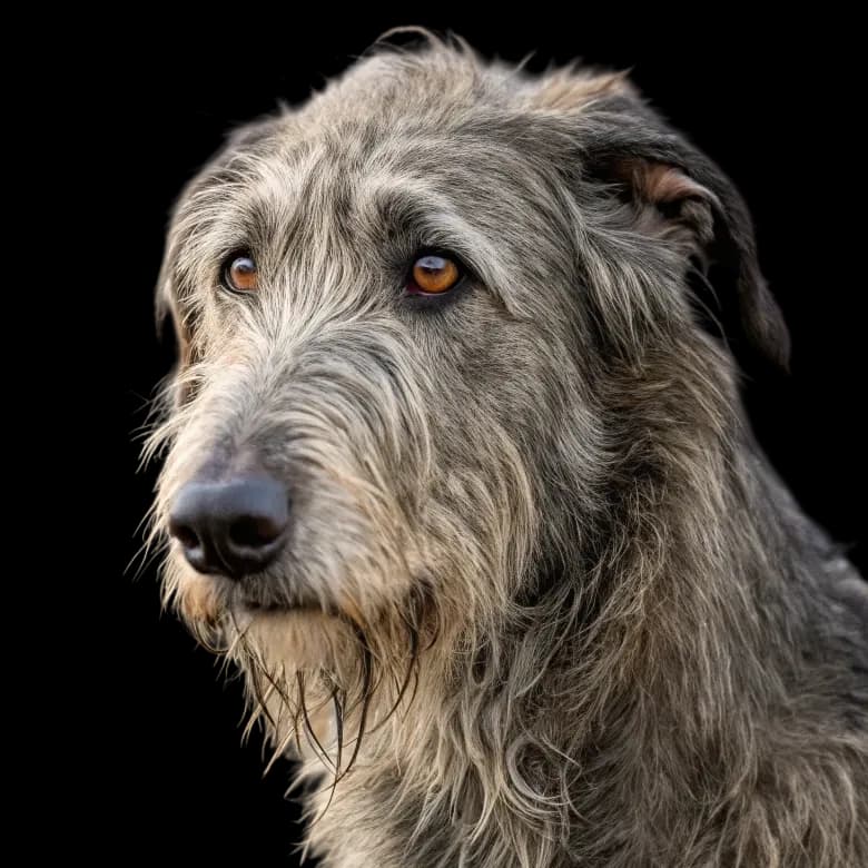 A headshot photo of an Irish Wolfhound