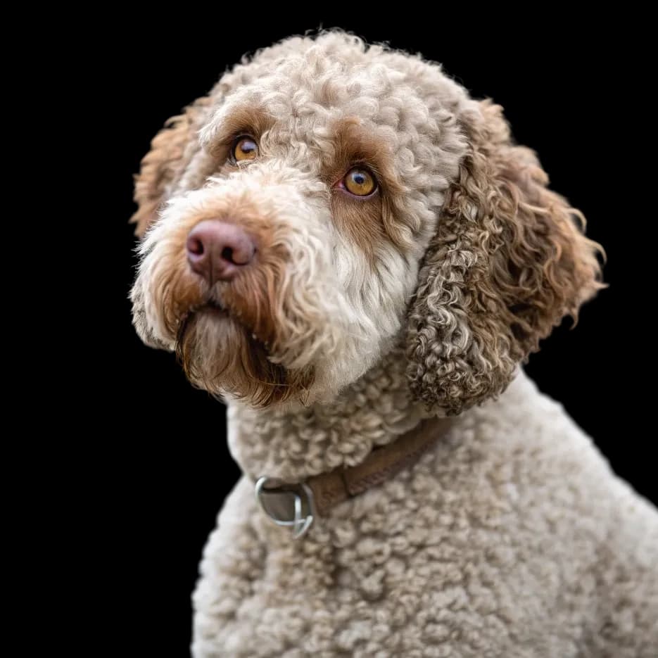 A headshot photo of a Lagotto Romagnolo dog