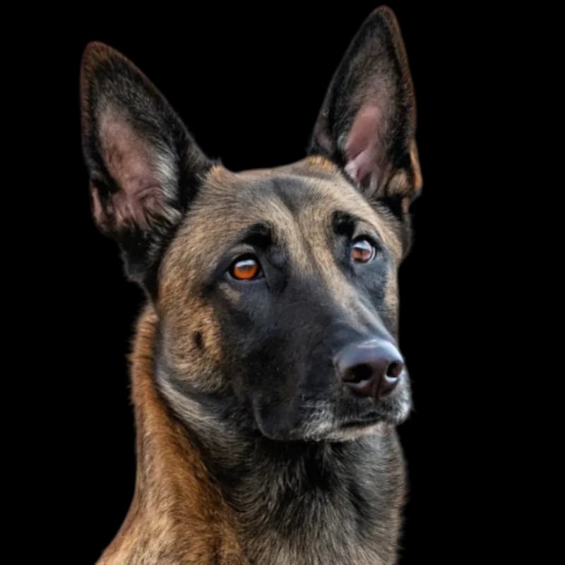 Belgian Malinois photo 1