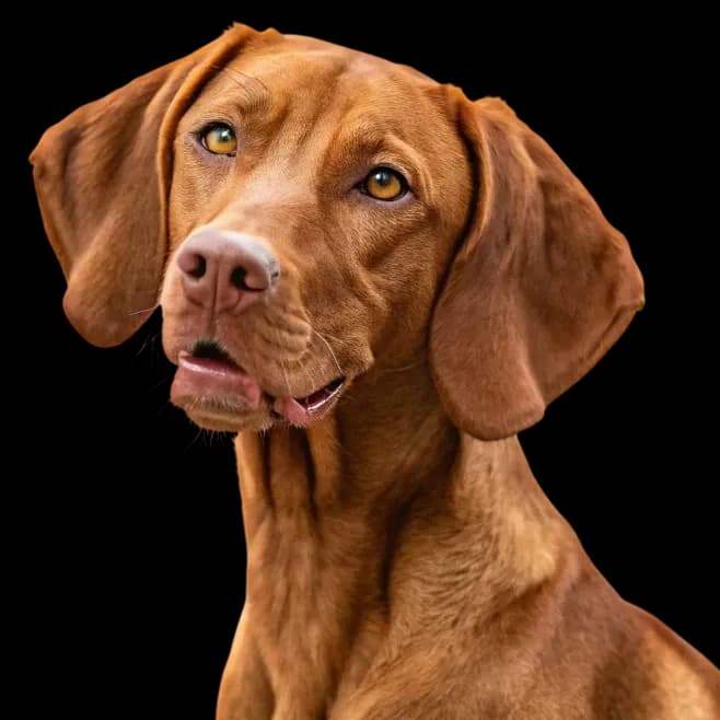 A headshot of a Vzsla dog with rich brown fur