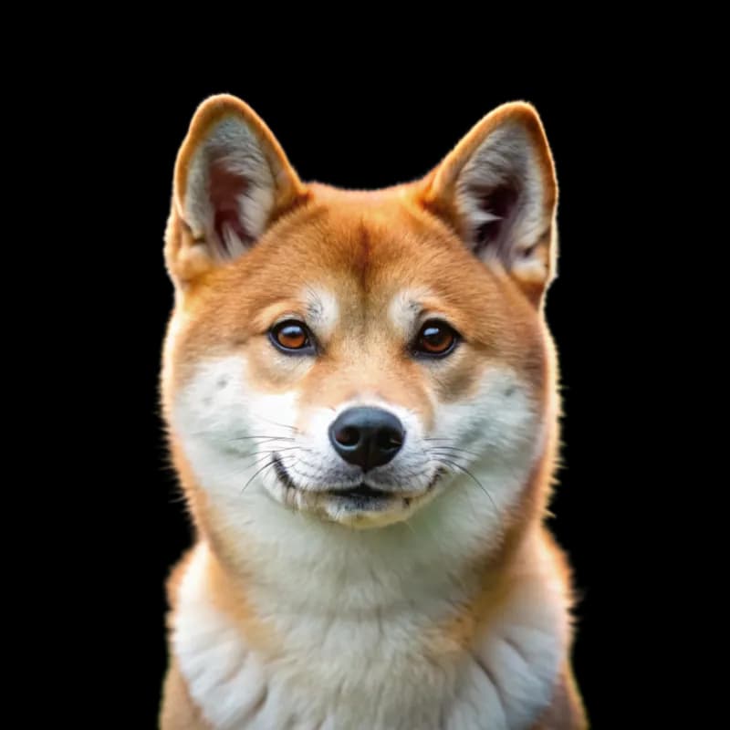 Shiba Inu photo 1
