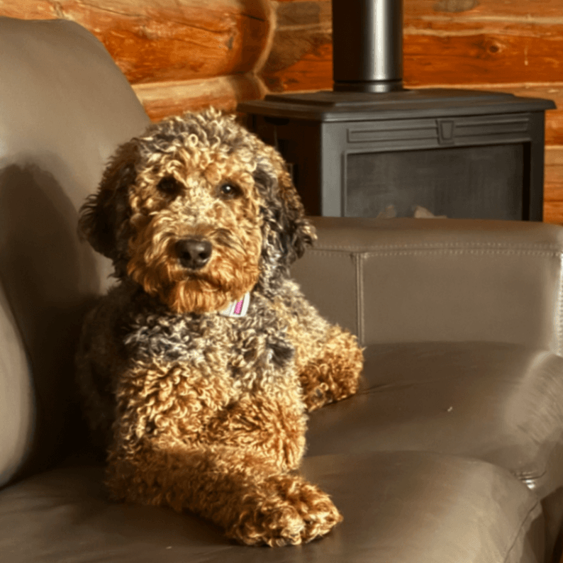 Daphne’s mini / medium bernedoodle pups