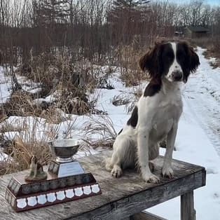 Fall 2026 Field-Bred English Springer Spaniels
