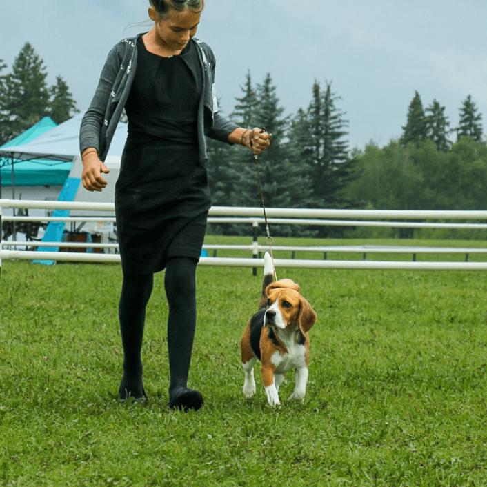 Upcoming 2026 CKC Registered Beagle litters