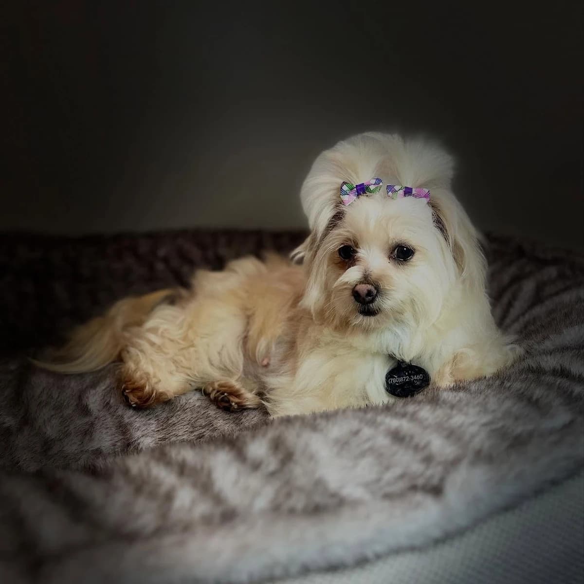 F1B Morkie - Lola & Sam
