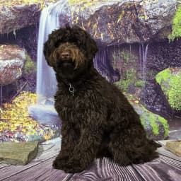 Remi x Harry — Upcoming litter