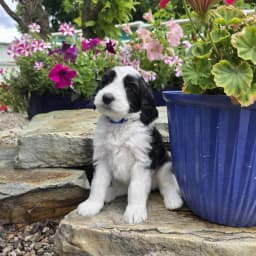 Blocker — Australian Labradoodle
