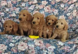 Goldendoodle puppies available now