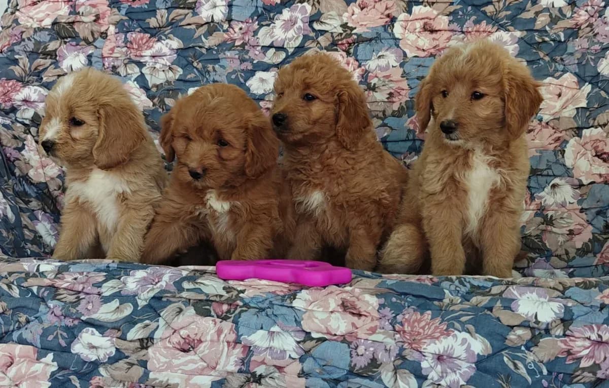 Cockapoo puppies available now