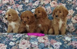 Cockapoo puppies available now