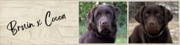 Bruin x Cocoa — July 2026 litter