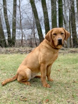Ruby x Stetson — Spring 2027 litter