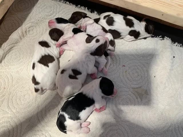 English Springer Spaniel — November 2026 Litter