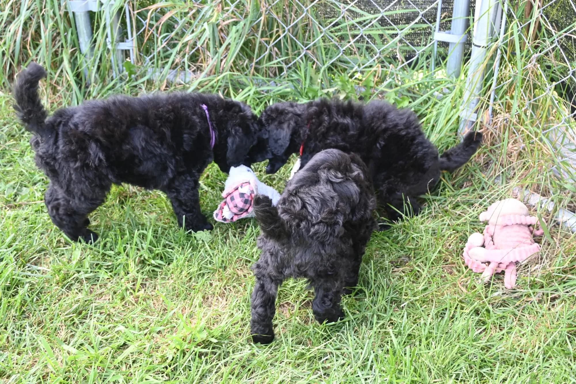 Hannelore — August 9, 2026 litter