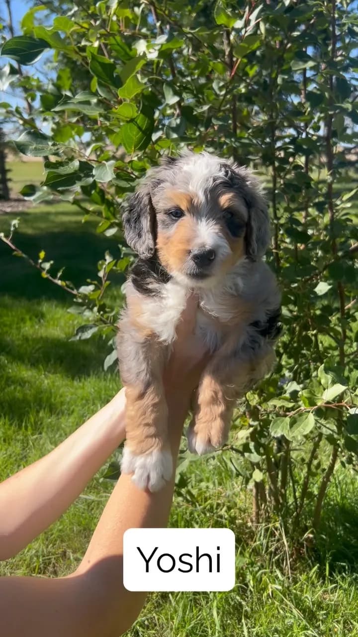 Jules x Maverick — August 2026 litter