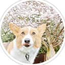 Corgi dog sitting in front of a blooming cherry blosson tree with the dog's tongue sticking out