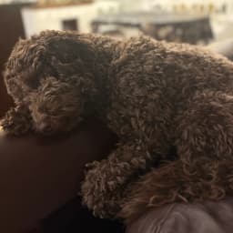 Tatjana A.'s profile photo