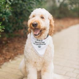 A S.'s profile photo