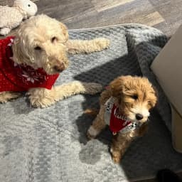 Nulagh D.'s profile photo