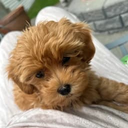 Dianne M.'s profile photo