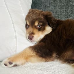 Armina L.'s profile photo