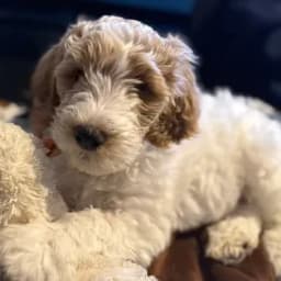 Darcy C.'s profile photo