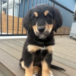 Alyssa Z.'s profile photo