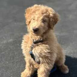 G's profile photo