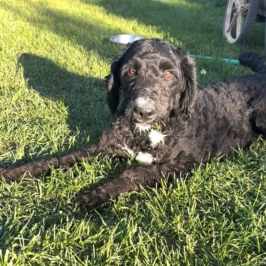 Mature F1 Bernedoodle Puppies