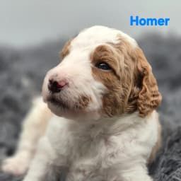 Labradoodle Puppies