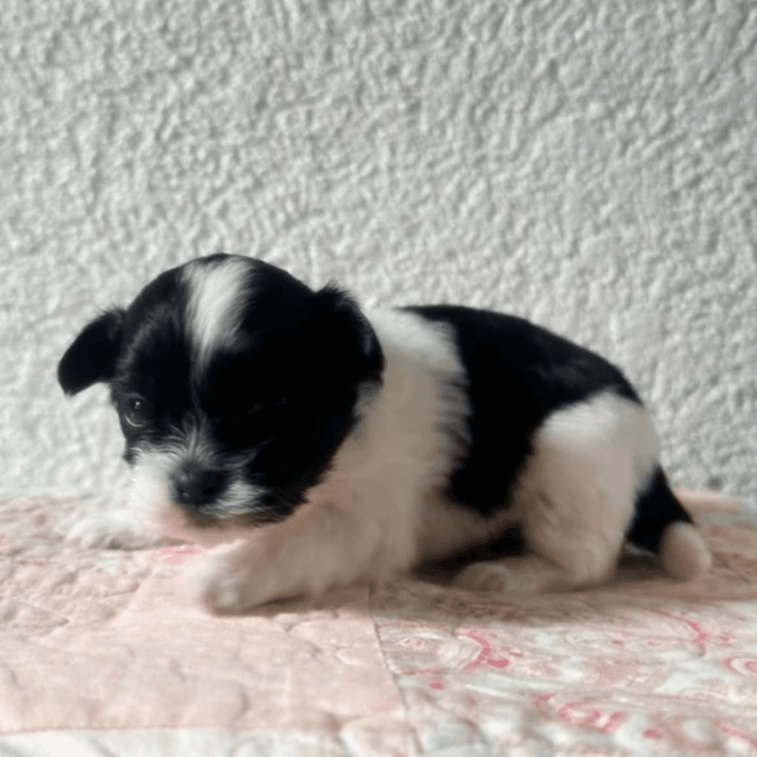 Malshipoo Male