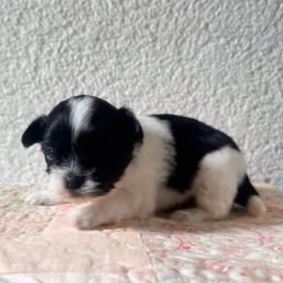 Malshipoo Male
