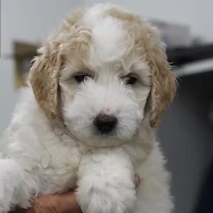 Zoe & Koa — July 2026 litter