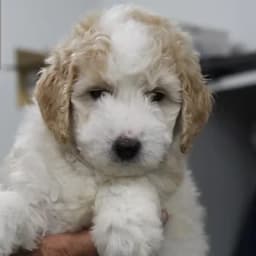 Zoe & Koa — July 2026 litter
