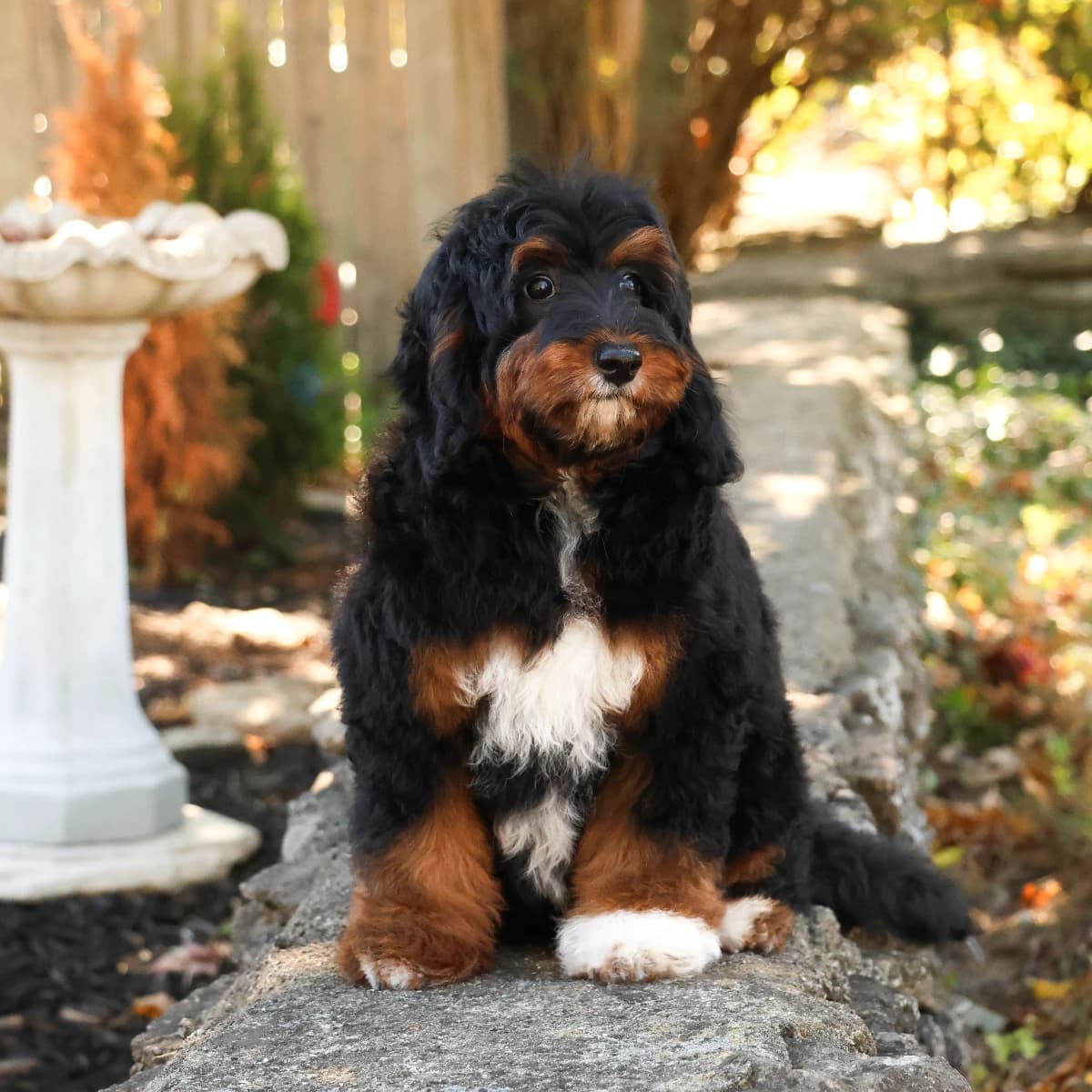 Tiny Multigen Aussiedoodle (15-20 lbs)