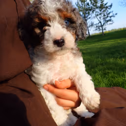 Clyde - Hansom Tri-Colored Blue Merle