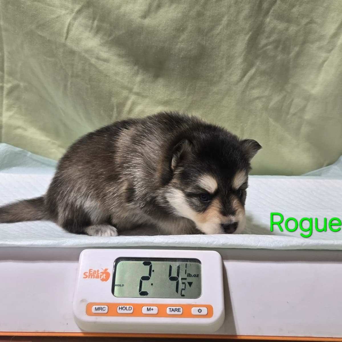 F3 pomsky puppy