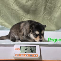 F3 pomsky puppy