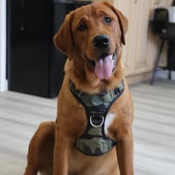 Charlie (Golden Retriever/Labrador Retriever Cross)
