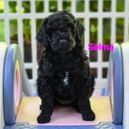 Labradoodle Puppies coming May 10th (Copy)