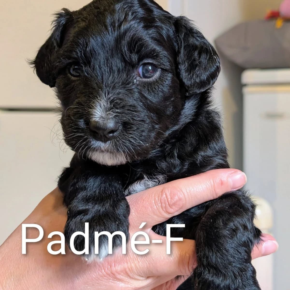 Élevage Pattes d'ours _ Padme (hot pink)