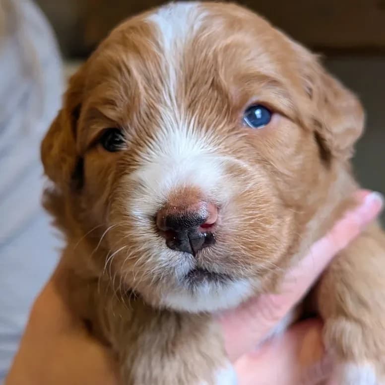 Élevage Pattes d'ours _ Chewy (green)