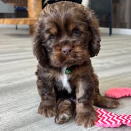 American Cocker Spaniel ~Snickers