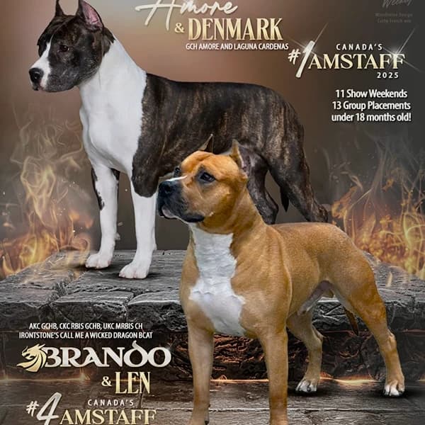 Summer 2026 American Staffordshire Terrier Litter