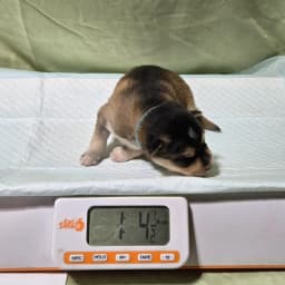 F3 pomsky puppy