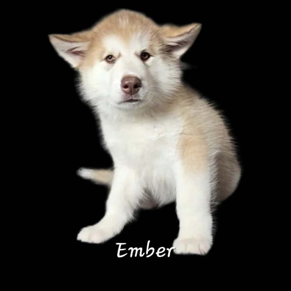 Light Red Female Alaskan Malamute pup