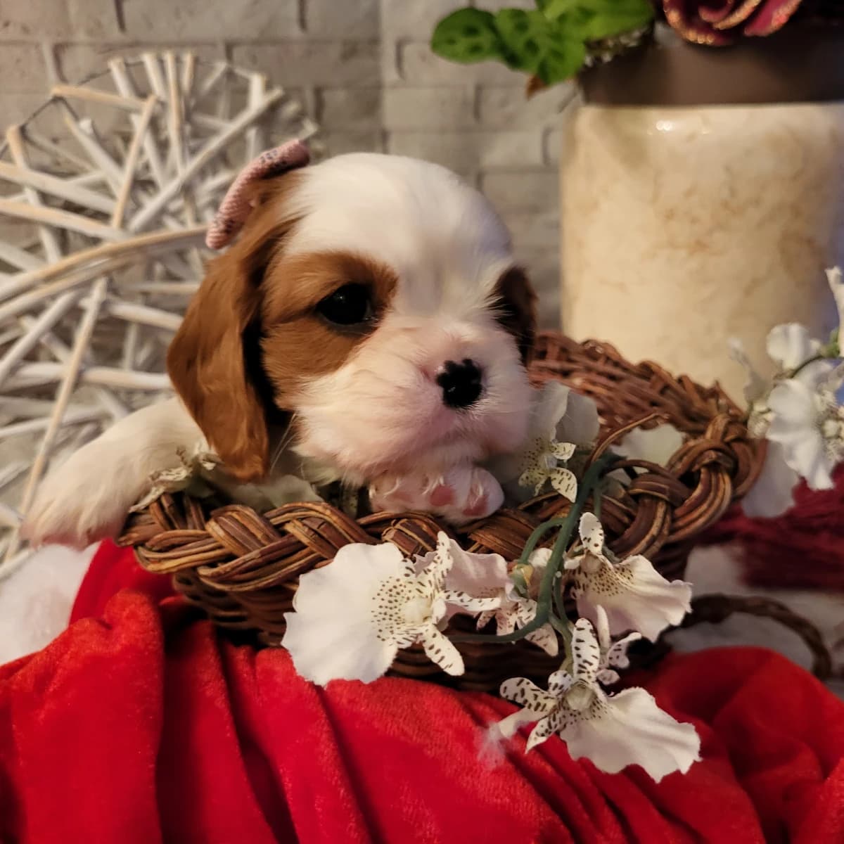 CKC Registered Cavalier King Charles Spaniel puppies