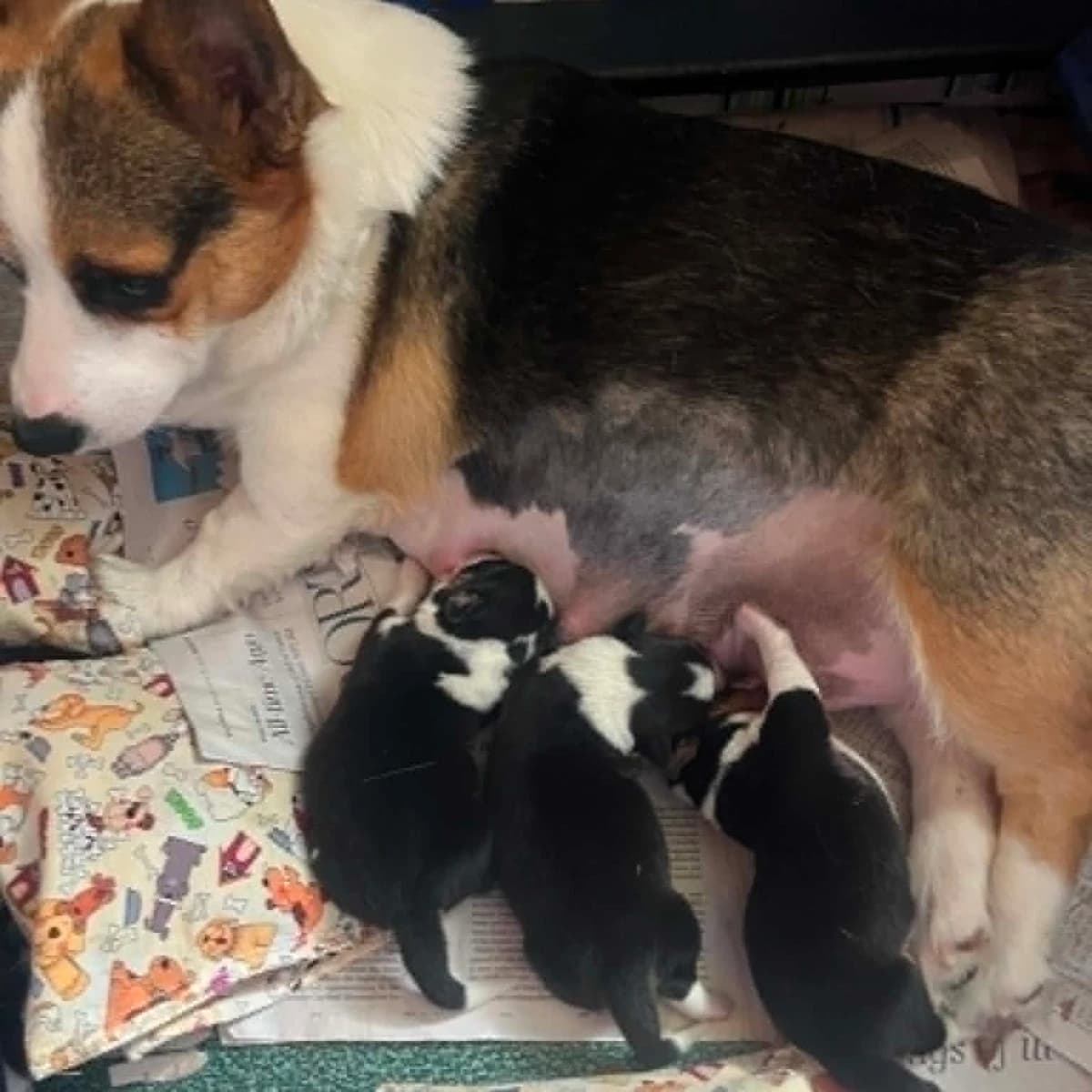 Corgi