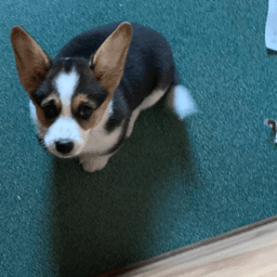 Corgi